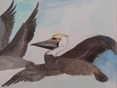 Brown Pelicans